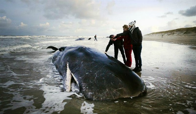 Tres personas observan uno de los cinco cachalotes que quedaron varados en una playa de la isla de Texel (Holanda), el 13 de enero de 2016. Los cinco mamíferos murieron. EFE/Remko De Waal