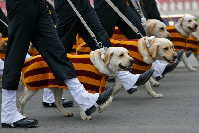 Soldados del Ejército de la India marchan junto a sus perros durante el desfile del Día del Ejército en Nueva Delhi, India, 15 de enero de 2016. La India celebró el 68 aniversario de la formación de su ejército nacional con los soldados de varios regimientos y artillería en exhibición el viernes. REUTERS / Anindito Mukherjee