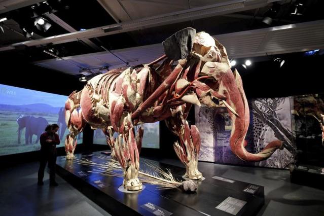  Un elefante "plastinado" es mostrado en la exposición "Koerperwelten der Tiere" (cuerpos del mundo animal) en el museo de Historia Natural en Braunschweig (Alemania) hoy, 16 de enero de 2016. El museo presenta el trabajo del alemán Gunter von Hagens del 16 de enero al 10 de abril de 2016. EFE/Peter steffen