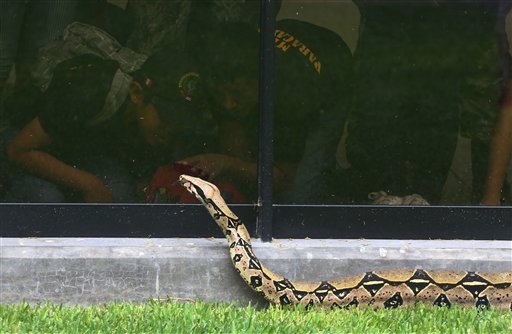 Perú abre pequeño museo con 57 víboras venenosas vivas (Fotos)