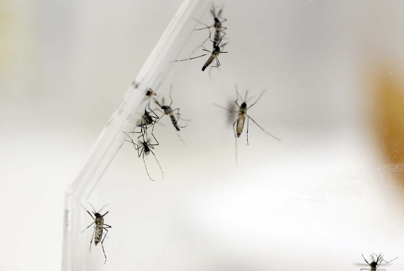 Dengue se cobra la vida de una mujer en Paraguay