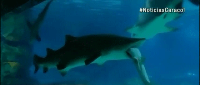 ¡Cruel espectáculo! Un tiburón se come a otro en el acuario de Corea del Sur (Video)