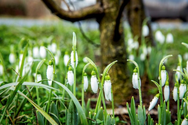 Varias gotas de rocío caen sobre los capullos de galanto o "campanilla de invierno" que empiezan a florecer en Orosháza, al sur de Budapest (Hungría) hoy, 1 de febrero de 2016.EFE/Tibor Rosta 