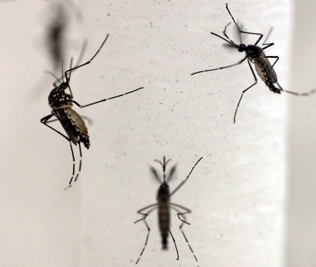 Puerto Rico decreta emergencia sanitaria por virus Zika