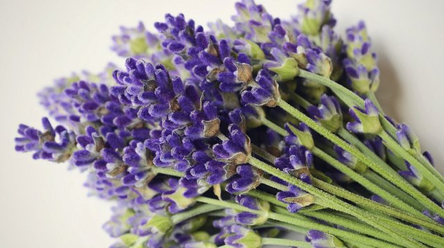 (Lavanda) Foto: Shutterstock