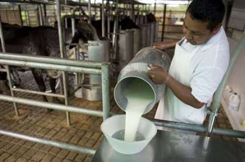 TO GO WITH AFP STORY BY PABLO RODRIGUEZ A worker pours milk in a container in a farm in Jamundi, Valle del Cauca department, Colombia, on May 10, 2012. The free trade agreement (NAFTA) signed in 2006 between United States and Colombia comes into force on Tuesday hoping to the Colombian Government that will boost the economy, but generating fear among agricultural sectors and the rejection of unionized workers. AFP PHOTO/Luis ROBAYO