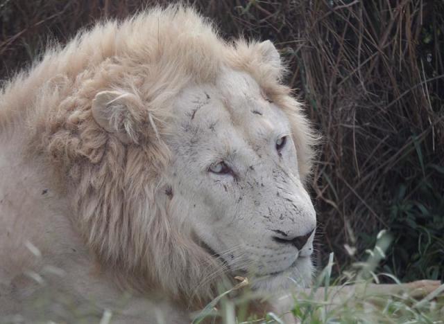 Un poco común león blanco descansa en el parque Rhino and Lion Park, a 50 kilómetros de Johanesburgo (Sudáfrica) hoy, 16 de febrero de 2016. La reserva es un destino popular entre los lugareños y turistas. EFE/Kim Ludbrook