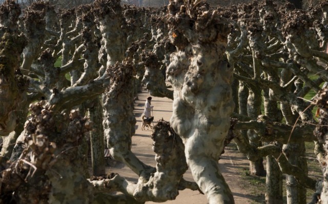 Una mujer camina a su perro a través de una avenida de plátanos a lo largo de las orillas del río Main en Frankfurt am Main, Alemania occidental, el 17 de febrero de 2016. Alexander Heinl / DPA / AFP