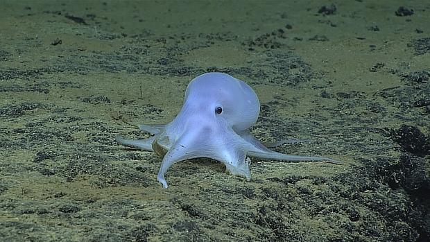 El curioso pulpo «Casper» - NOAA Office of Ocean Exploration and Research