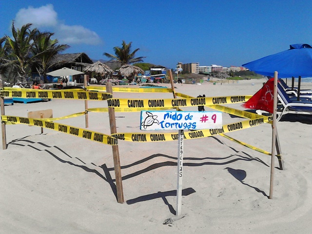 Nido de Tortuga marina resguardado en Playa Parguito (1)