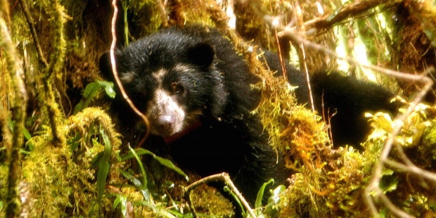 La Hora del Planeta Latinoamérica insta a elegir entre especies o ecosistemas