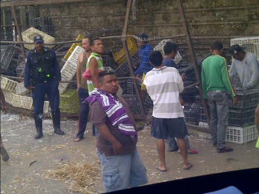 Camión que transportaba pollos vivos se volcó y lo saquearon