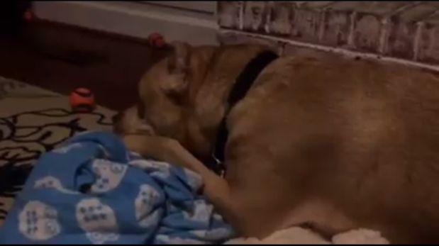 ¡No se lo hagas a tu mascota!  Así lloró “King”, el perro que fue abandonado por segunda vez (Video)