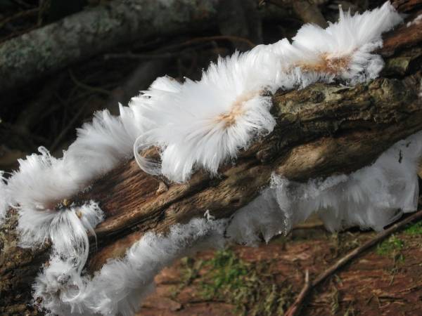 Pelo de nieve