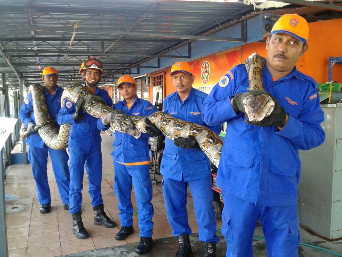 Capturada una gigantesca pitón de 7,5 metros en Malasia (fotos)