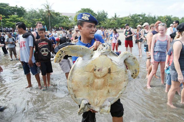 Turistas extranjeros y policías indonesios liberan a tortugas marina en una playa hoy, 14 de abril de 2016. La policía de Bali ha puesto en libertad a un total de 31 tortugas marinas confiscadas a cazadores ilegales. EFE/Made Nagi