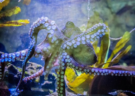 En esta imagen sin fecha proporcionada por el Acuario Nacional de Nueva Zelanda, el pulpo Inky nada en un tanque del Acuario Nacional en Nueva Zelanda, en Napier, Nueva Zelanda. Inky el pulpo escapó del acuario para volver al océano Pacífico. (Acuario Nacional de Nueva Zelanda via AP)