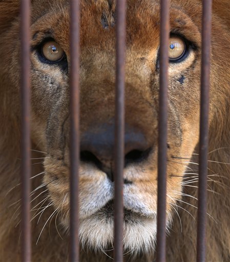 Un león rescatado de un circo observa desde una jaula en un refugio temporal en Lima, Perú, el martes 26 de abril de 2016. Más de una decena de miembros de una organización internacional defensora de los animales alistaban el martes en su campamento de Lima los últimos detalles para una próxima operación de traslado aéreo de 33 leones maltratados en circos de Perú y Colombia hacia un santuario de felinos en Sudáfrica. (AP foto / Martin Mejia)