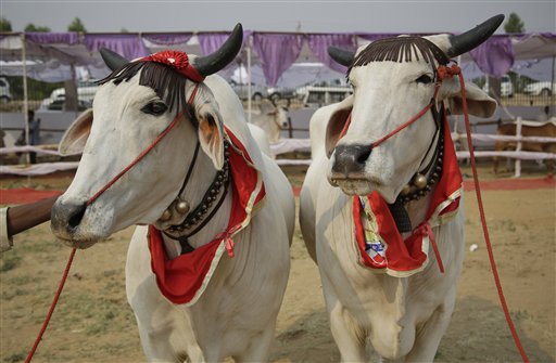 Dos toros adornados hacen fila antes de caminar por una rampa durante un concurso de belleza bovina en Rohtak, India, el sábado 7 de mayo de 2016. Cientos de vacas y toros caminaron por la pasarela en este pueblo del norte de India para participar en el certamen, cuyo objetivo es promover la crianza de ganado autóctono y crear conciencia sobre la salud animal. (Foto AP/Altaf Qadri)