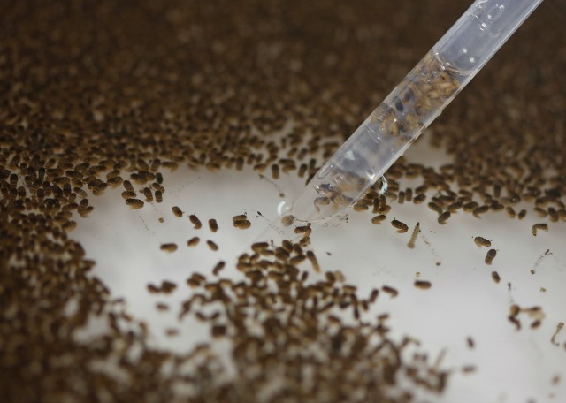 Foto de archivo del 1 de febrero de 2016 en la que un técnico de la firma británica Oxitec inspecciona las pipas de mosquitos aedes aegypti, que transmite el virus del zika, en Campinas, Brasil. (AP Photo/Andre Penner, File)