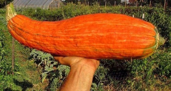 calabaza.prehistorica