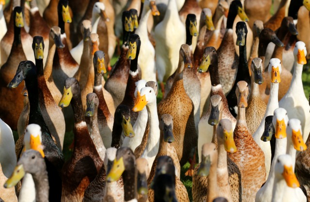 Un grupo de patos del corredor indio marcha de edificios de la granja últimos en la finca de vino Vergenoegd cerca de Ciudad del Cabo, Sudáfrica, 11 de mayo de 2016. Cada día, una escuadra graznido de los patos asesinas son liberados para la primera de las dos salidas en la granja de vino Vergenoegd de Sudáfrica en Stellenbosch. Su misión - buscar y destruir miles de plagas fuera de arruinar la cosecha de la temporada. Desplegándose a través de los viñedos, a unos 1.000 patos Indian Runner afinar en sus objetivos ocultos con extraña precisión, la localización de los diminutos caracoles de dunas blancas banquete en viñas en ciernes. REUTERS / Mike Hutchings