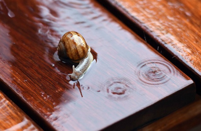 Un caracol se arrastra a través de una ducha de lluvia sobre un banco de jardín en Colonia, Alemania occidental, el 30 de mayo de 2016. Henning Kaiser / DPA / AFP