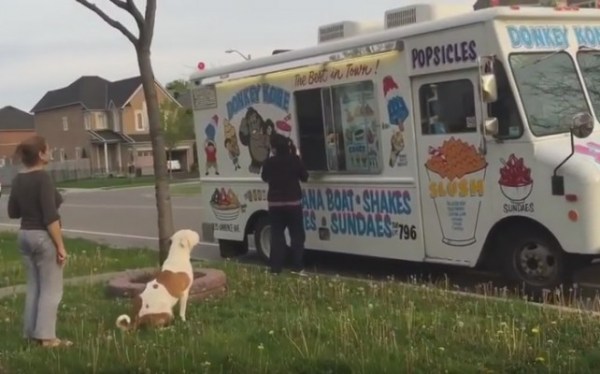 perro helado