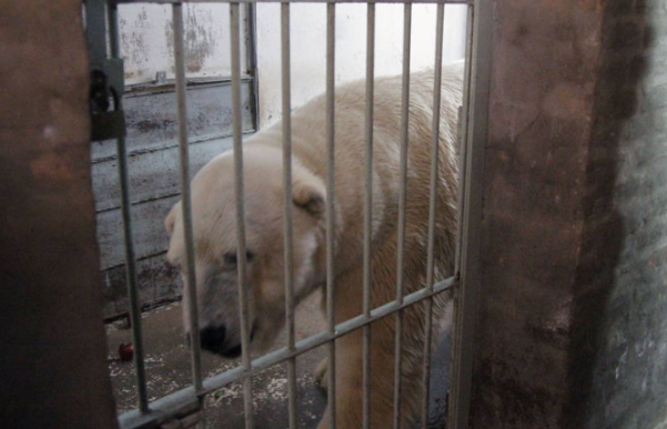 Foto: Arturo, el último oso polar en cautiverio en Argentina / clarin.com