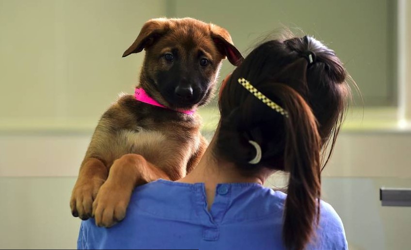 Este es el precio que debes pagar si quiere clonar a tu perro