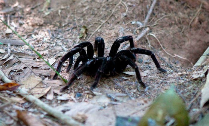 Encuentra una enorme tarántula al borde de la muerte y esto es lo que decidieron hacer