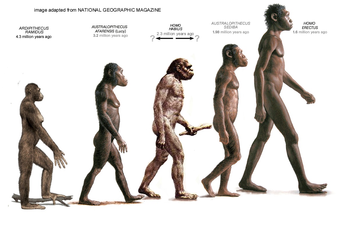 El homo erectus ya andaba como el hombre moderno hace 1,5 millones de años