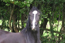 Caballo del Zoológico Caricuao lo descuartizaron “para despojarlo de su carne” revela MP