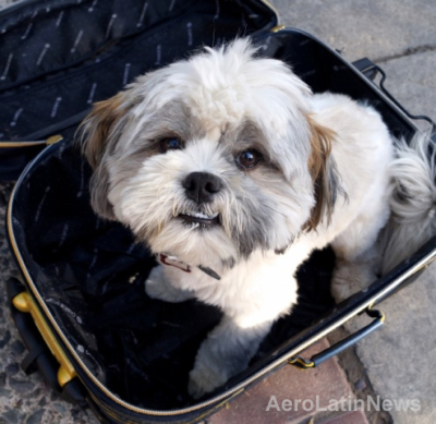 Consejos para viajar con su perro o gato en un avión