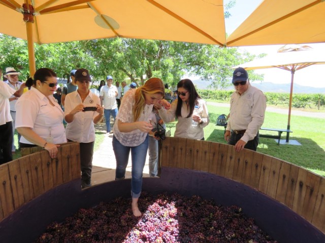 Vendimia 2016 Bodegas Pomar. La Vero Gómez en el pisado de las uvas  2.