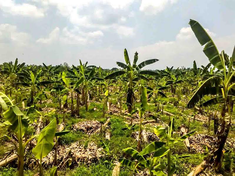 Trabajadores de fincas plataneras empiezan a abandonar las tierras