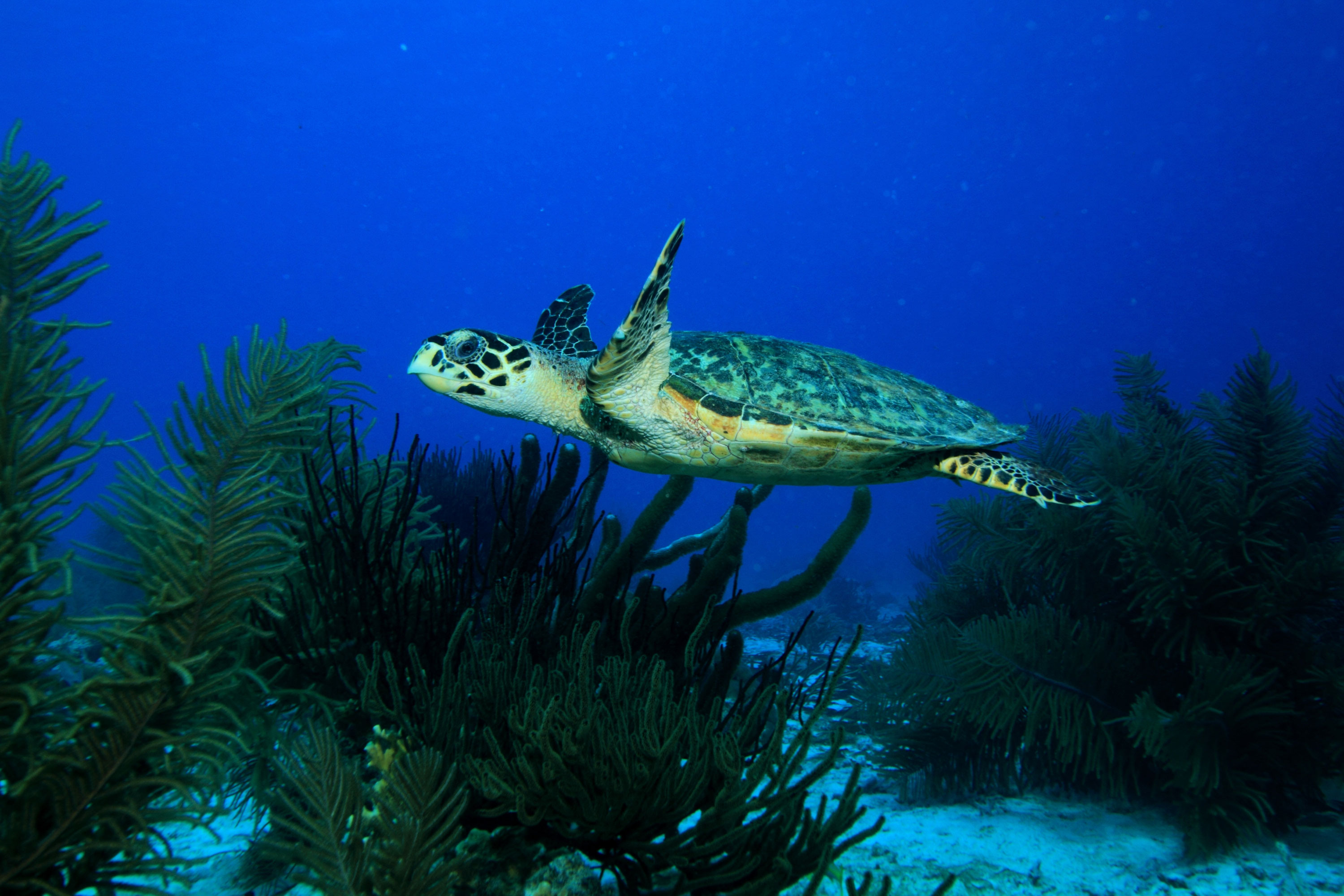 #ConocerEsProteger: Los arrecifes de coral, las selvas tropicales del mundo subacuático