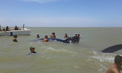 Muere tiburón en costas de Falcón