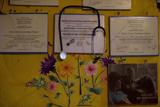 En esta imagen del 21 de julio de 2016, un estetoscopio y una pared decorada con los diplomas de la veterinaria Dexis Casadiego, en su casa, que ha convertido en el refugio privado de animales Funasissi, n el barrio trabajador de El Junquito, Caracas, Venezuela. El refugio aloja ahora a más de 200 perros y gatos. (AP Foto/Fernando Llano)