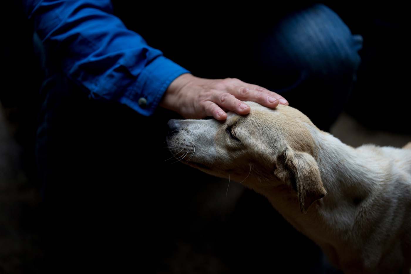 ¿Cuánta agua debe tomar un perro diariamente?