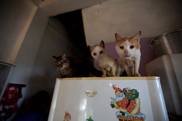 En esta imagen del 23 de julio de 2016, tres gatos rescatados miran desde la parte superior de un frigorífico mientras se prepara su comida en el refugio privado de mascotas Funasissi, en el refugio privado en el barrio trabajador de El Junquito, Caracas, Venezuela. La crisis económica que ha causado desabastecimiento generalizado y hambre entre los venezolanos también se está cobrando un precio entre sus habitantes de cuatro patas. Obligados a elegir entre sí mismos y sus queridos perros y gatos, los venezolanos de clase media están abandonando a sus mascotas en las calles en cifras nunca vistas. (AP Foto/Fernando Llano)