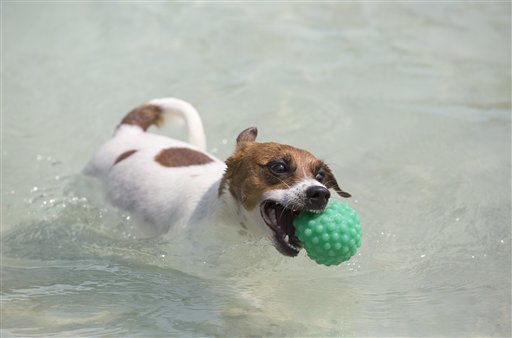 El can ?Bacana? recupera una pelota durante los Juegos Olímpicos para Perros en Río de Janeiro, Brasil, el domingo 18 de septiembre de 2016. El dueño del parque para canes y organizador de las competiciones, Marco Antonio Totó, dice que su objetivo es la socialización de las personas y sus mascotas mientras practican deportes. (AP Foto/Silvia Izquierdo)