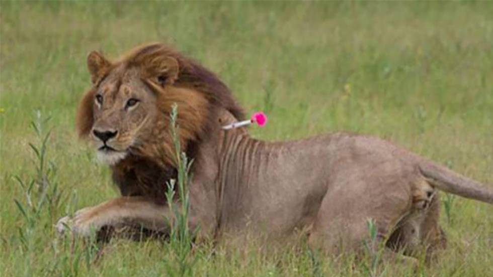 A cinco leonas les crece melena y empiezan a actuar como leones