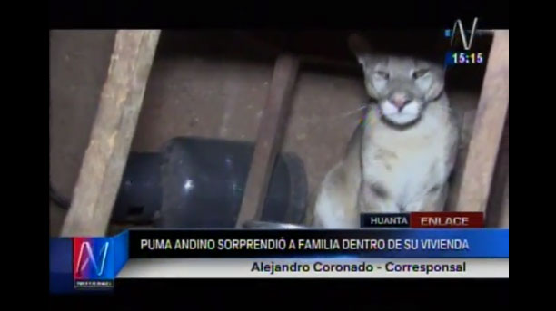 Familia encuentra a un puma debajo de la mesa de la cocina (video)