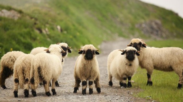 Valais-blacknose-sheep-21-5810a87556798__700