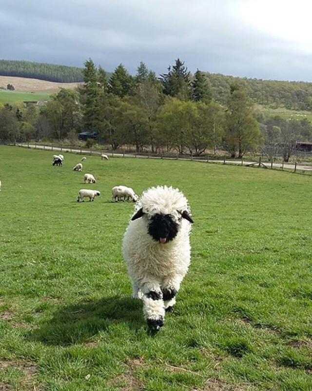 Valais-blacknose-sheep-29-5810a88c9b5bd__700