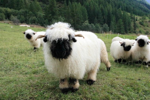 Valais-blacknose-sheep-4-5810a84a62af5-png__700