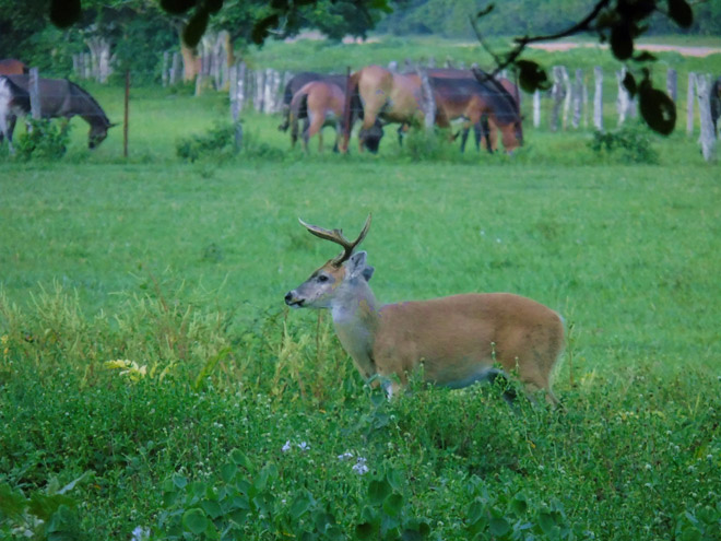 Río Verde: Conociendo al noble Venado Caramerudo