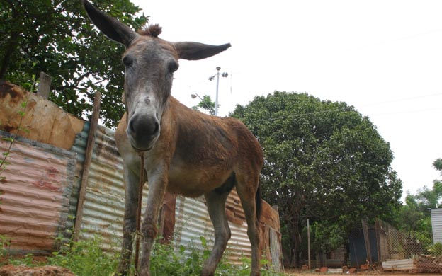 Comen carne de burro en la Sierra de Perijá