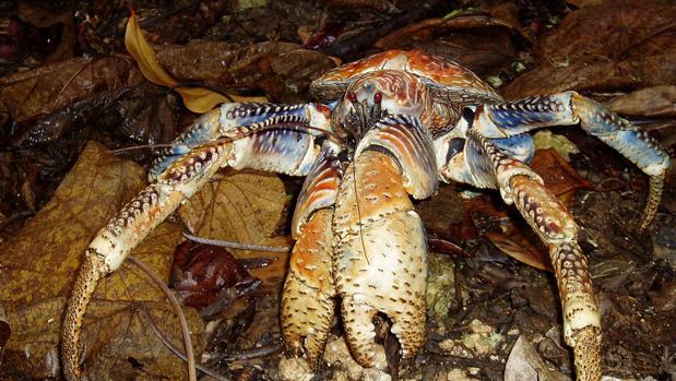 El cangrejo gigante que trepa a los árboles y podría llegar a luchar contra un caimán